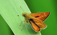 Large Skipper (Ochlodes sylvanus)